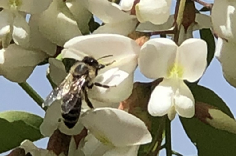 上等好蜜正當(dāng)時(shí)——洋槐蜜（Acacia Honey）